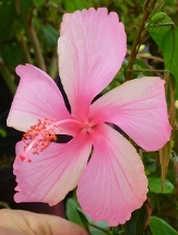 Dainty Pink Hibiscus, La France Hibiscus, Hibiscus rosa-sinensis 'Dainty Pink'